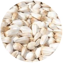ETHIOPIAN SAFFLOWER SEED