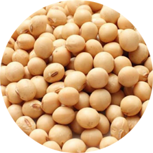 Soya Bean